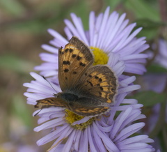 Tharsalea dorcas sangremar