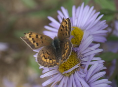 Tharsalea dorcas sangremar