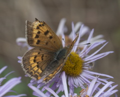 Tharsalea dorcas sangremar