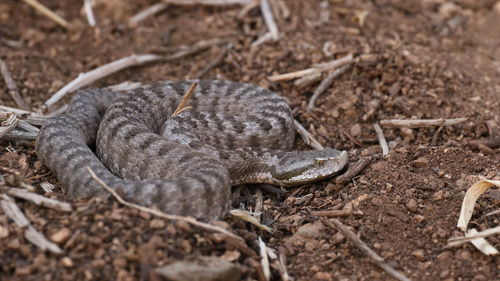 Vipera monticola monticola