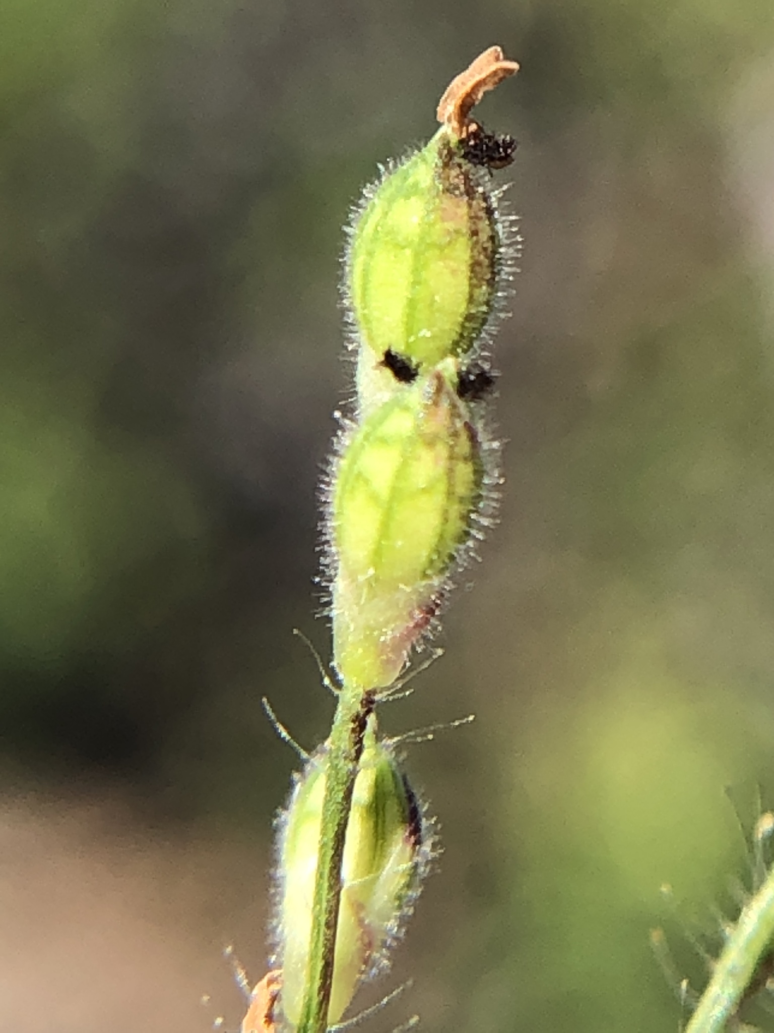 Urochloa arizonica