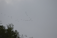 Pelecanus occidentalis