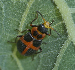 Collops balteatus