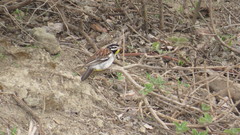 Emberiza poliopleura