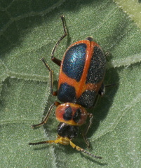 Collops balteatus