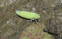 Draeculacephala inscripta