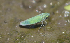 Draeculacephala inscripta