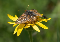 Euphydryas anicia windi