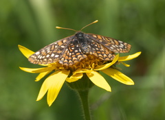 Euphydryas anicia windi
