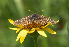 Euphydryas anicia windi