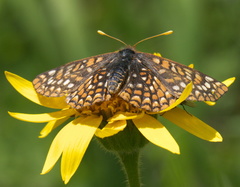 Euphydryas anicia windi