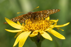 Euphydryas anicia windi