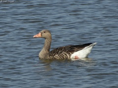 Anser anser