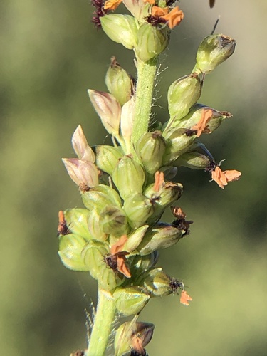 Setaria palmeri