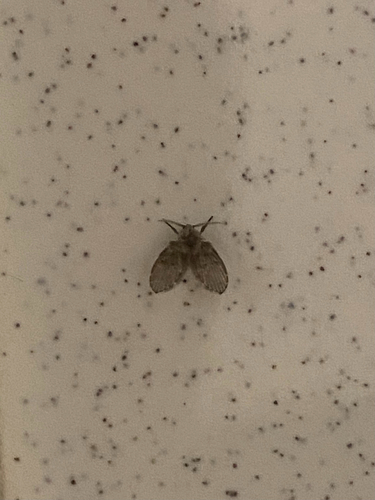 Unknown species found near Waltham, MA, US