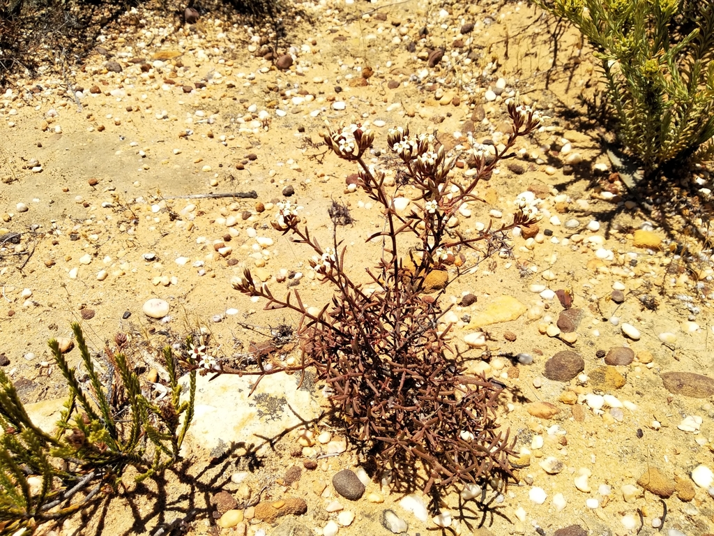 Crassula pustulata
