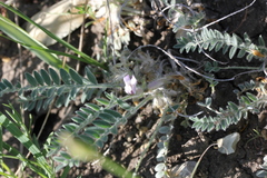 Astragalus testiculatus