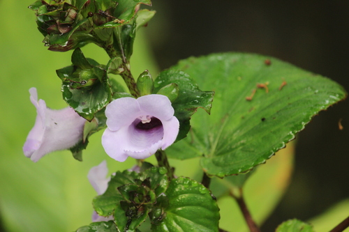Gloxinia perennis, photograph 1