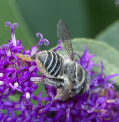 Megachile petulans