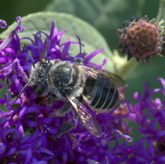 Megachile petulans