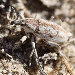 Apleurus albovestitus