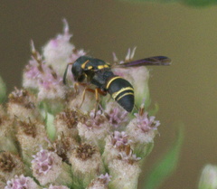 Leptochilus republicanus
