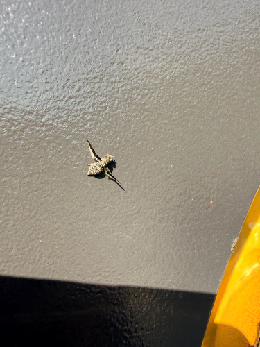 Unknown species found near W Ford Springs Rd, Bentonville, AR, US
