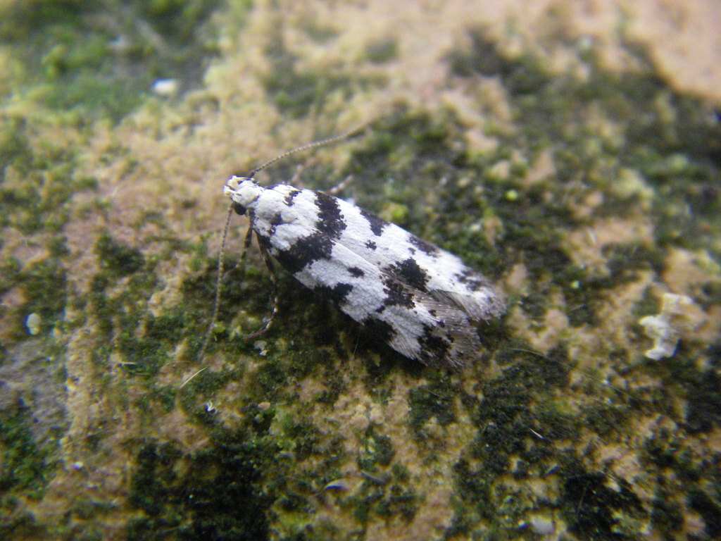 Black-spotted Groundling