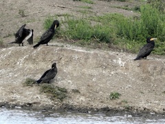 Phalacrocorax carbo