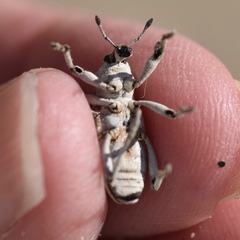 Apleurus albovestitus