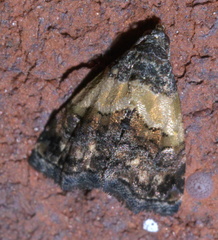 Tripudia balteata