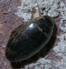 Thermonectus basillaris