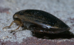 Thermonectus basillaris