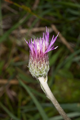 Cirsium dissectum