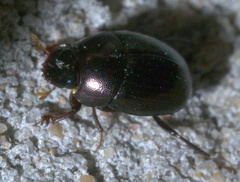 Pseudocanthon perplexus