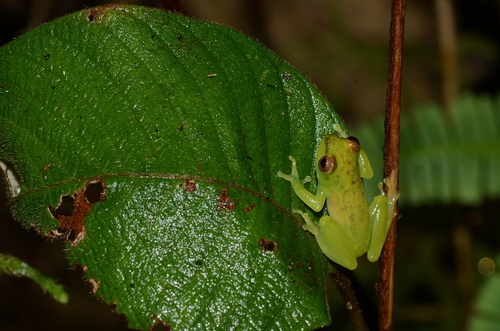 Soror Reed Frog, Hyperolius soror