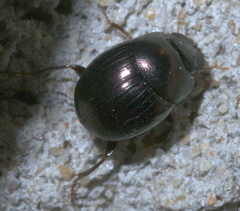 Pseudocanthon perplexus