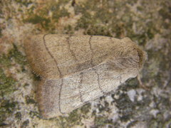 Charanyca trigrammica