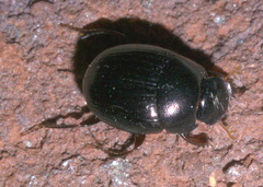 Pseudocanthon perplexus