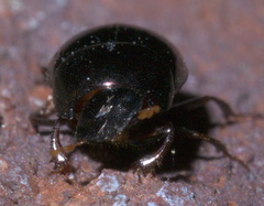 Pseudocanthon perplexus