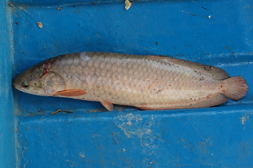African arowana (Heterotis niloticus) — Arapaimidae