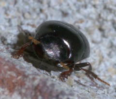 Pseudocanthon perplexus