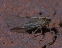 Muellerianella laminalis