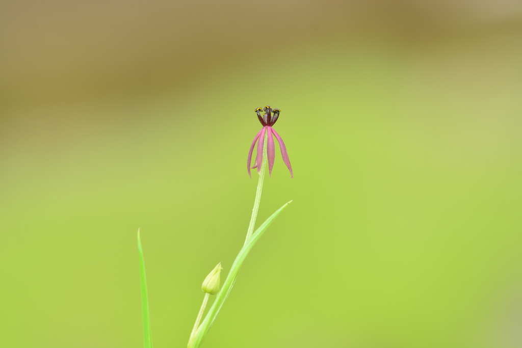 Iphigenia magnifica