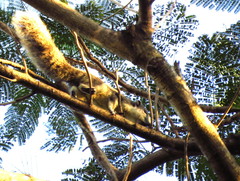 Callosciurus finlaysonii