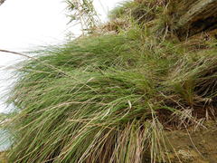 Festuca petraea