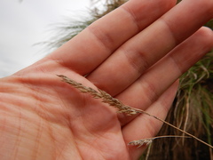 Festuca petraea