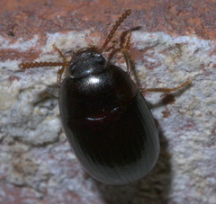 Platydema micans