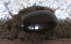 Platydema micans