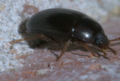 Platydema micans